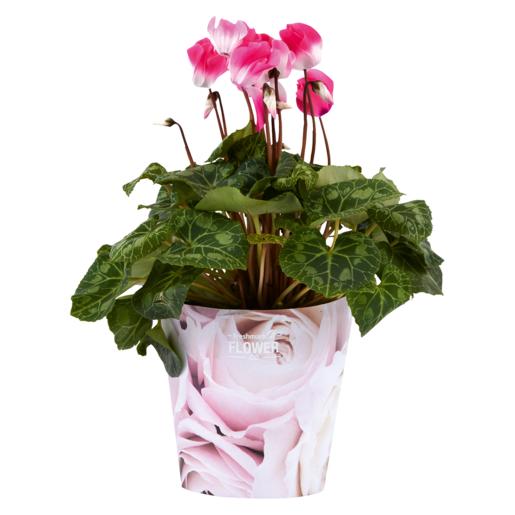 Cyclamen Pot Plant