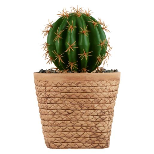 Round Cactus In Basket