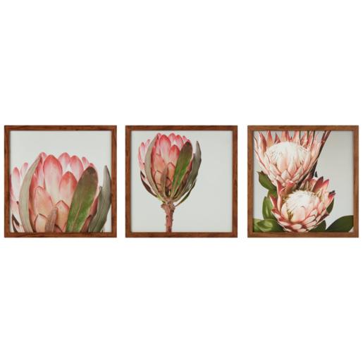 Protea Print Wall Art 3 Piece